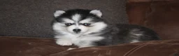 Pomsky dogs for sale: Daisy READY NOW - Ad 5