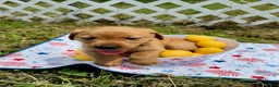 Labrador Retriever dogs for sale: Teddy Graham - Ad 3