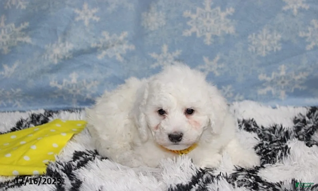 Bichon Frise dogs for sale: Rory - Ad 24