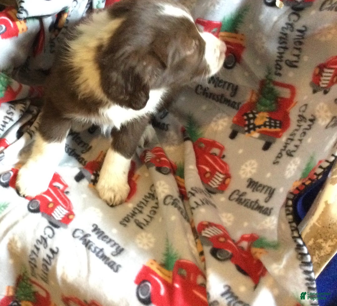 Mixed Breed dogs for sale: Misty - Ad 3