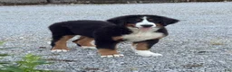 Bernese Mountain Dog dogs for sale: Sasha - Ad 1
