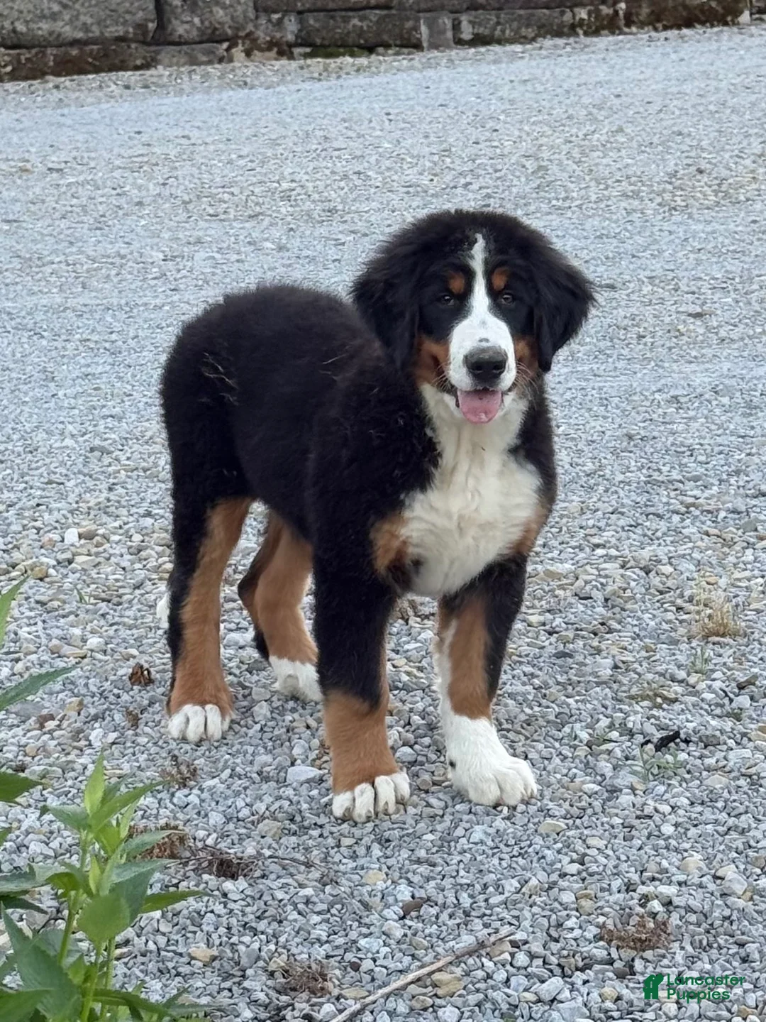 Bernese Mountain Dog dogs for sale: Sasha - Ad 1