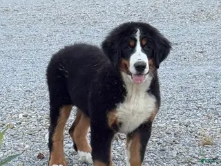 Bernese Mountain Dog dogs for sale: Sasha - Ad 2