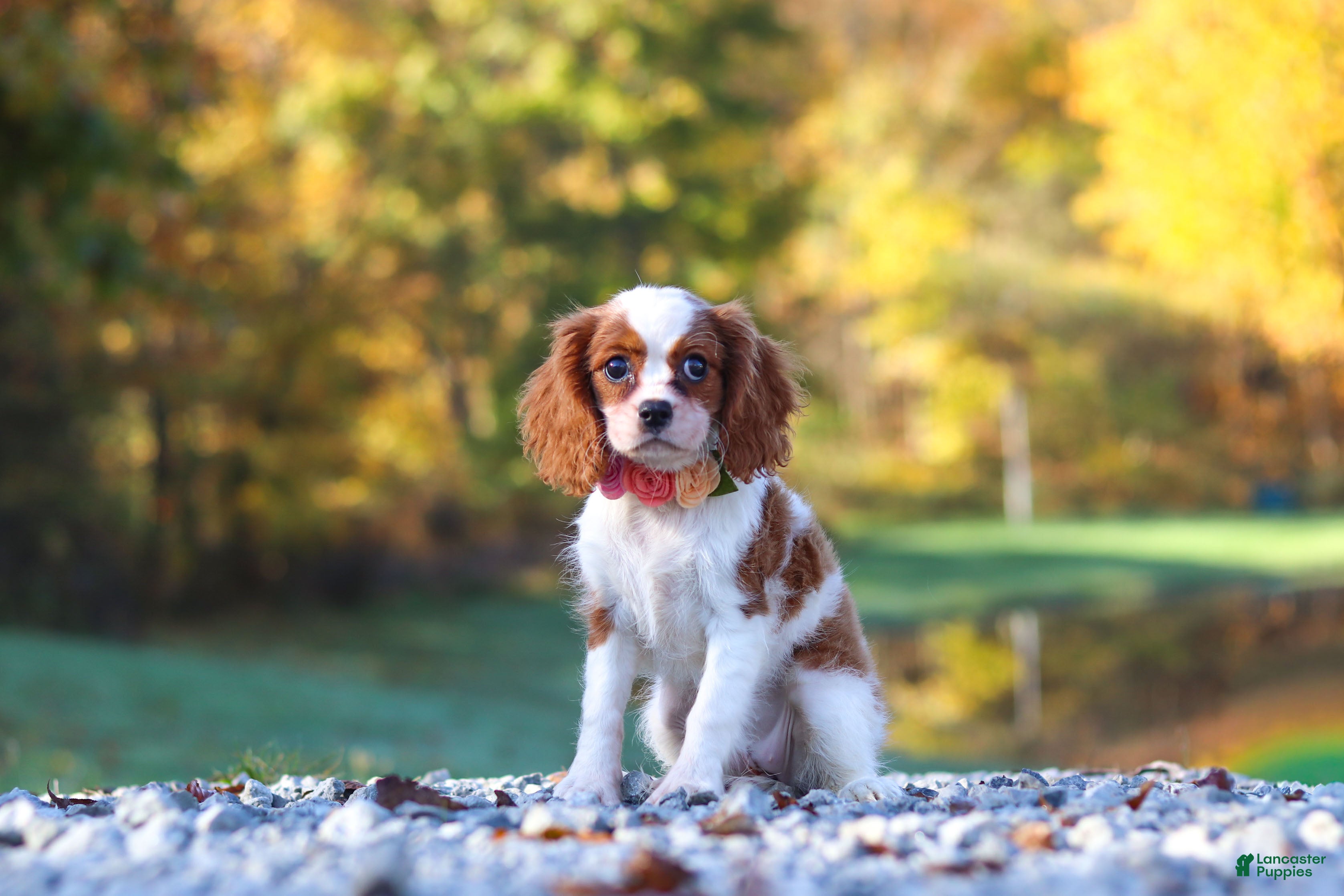 Cavalier King Charles Spaniel dogs Ariella - Ad 1