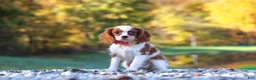 Cavalier King Charles Spaniel dogs for sale: Ariella - Ad 1