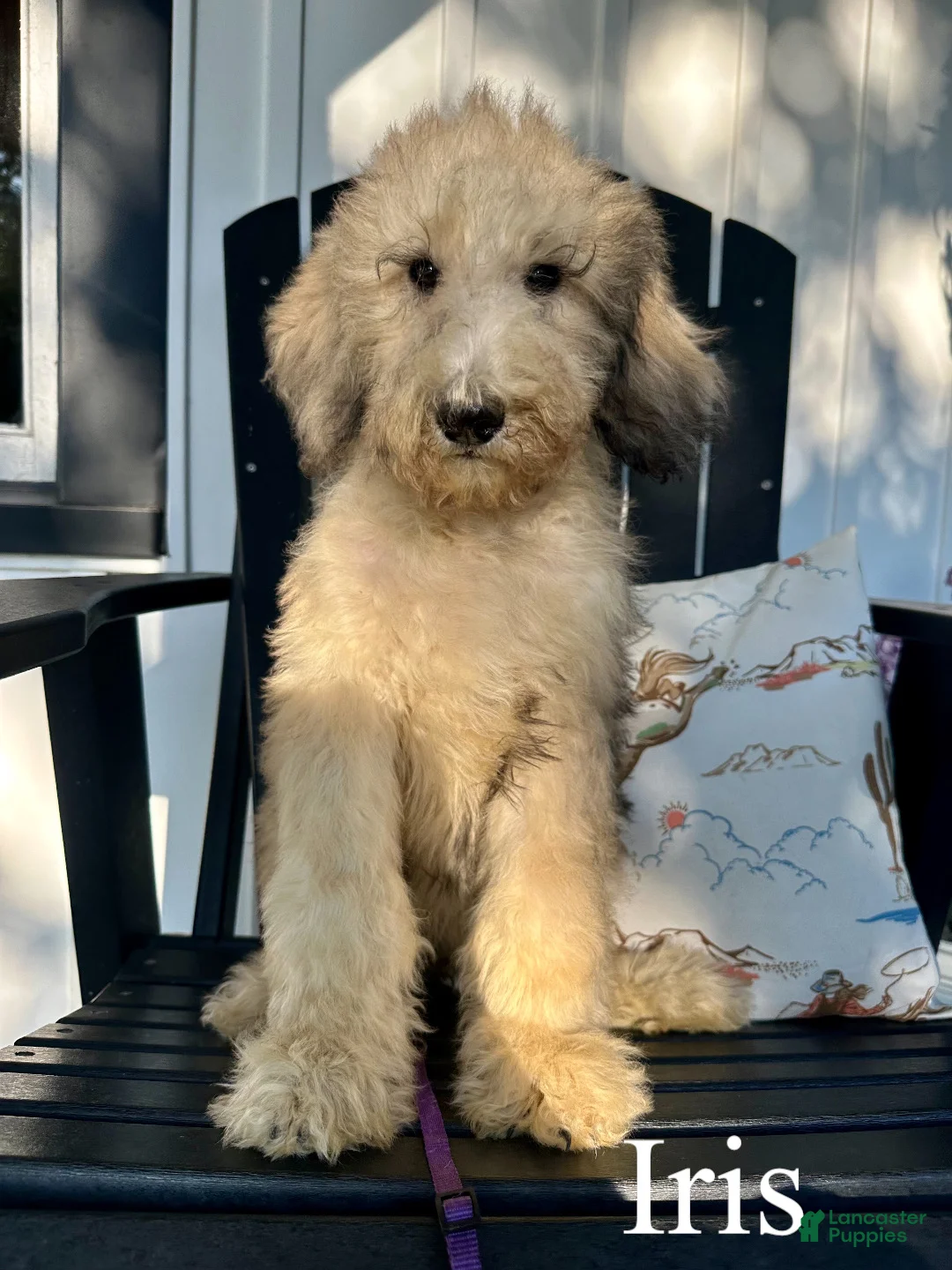 Standard Poodle dogs for sale: Iris - Ad 1