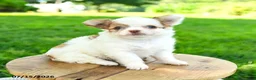 Chihuahua dogs for sale: Noah - Ad 2