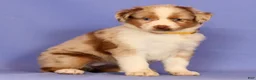 Miniature Australian Shepherd dogs for sale: Debra - Ad 3