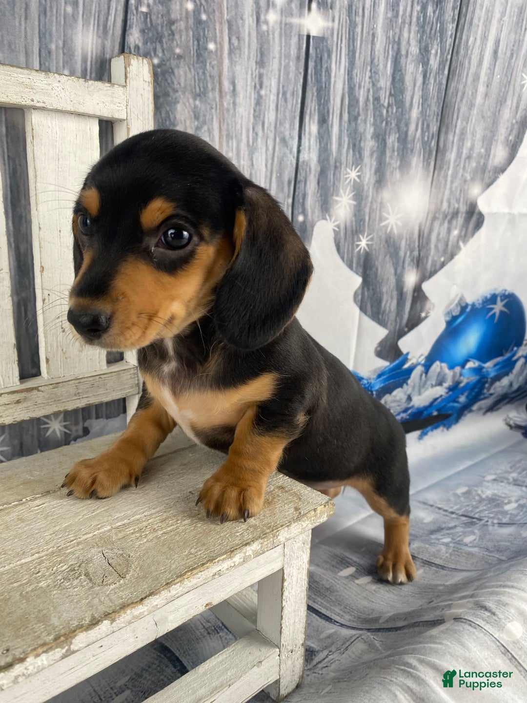 Miniature Dachshund dogs for sale: Lucy - Ad 8
