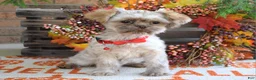 Shih Tzu dogs for sale: Riley - Ad 5