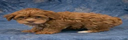 Havapoo dogs for sale: Baxter - Ad 4