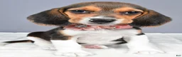 Beagle dogs for sale: Ollie - Ad 6
