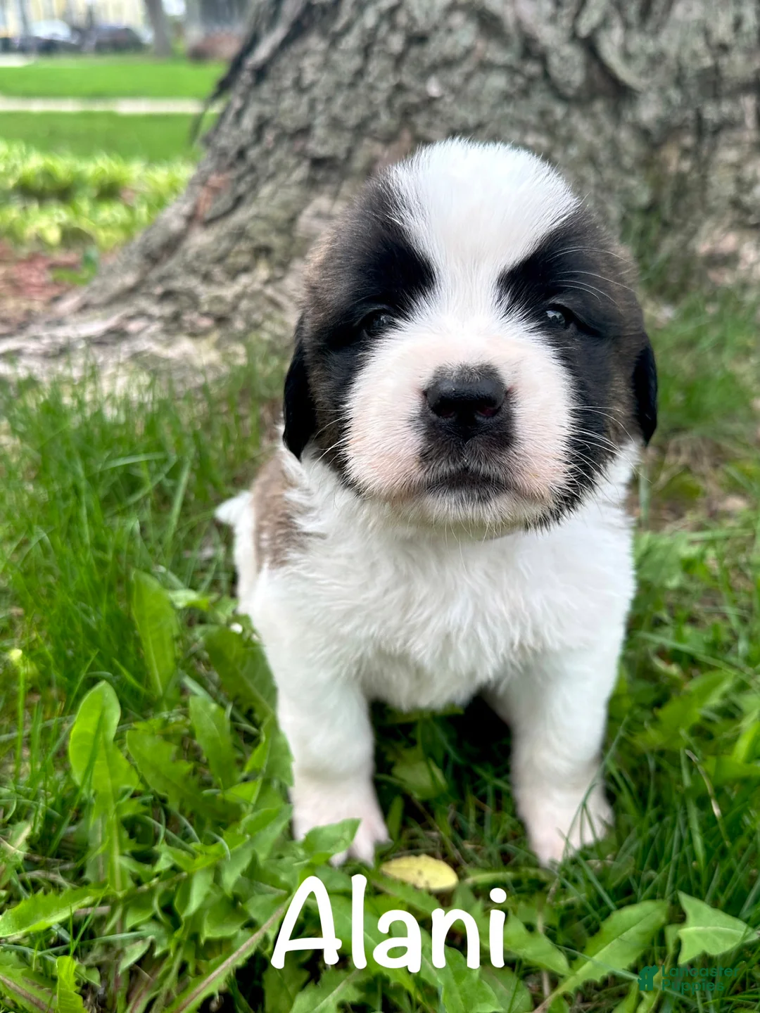 Saint Bernard dogs for sale: Alani - Ad 1