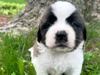 Saint Bernard dogs for sale: Alani - Ad 3