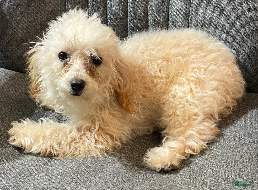 Toy Poodle dogs for sale: Leola - Ad 7