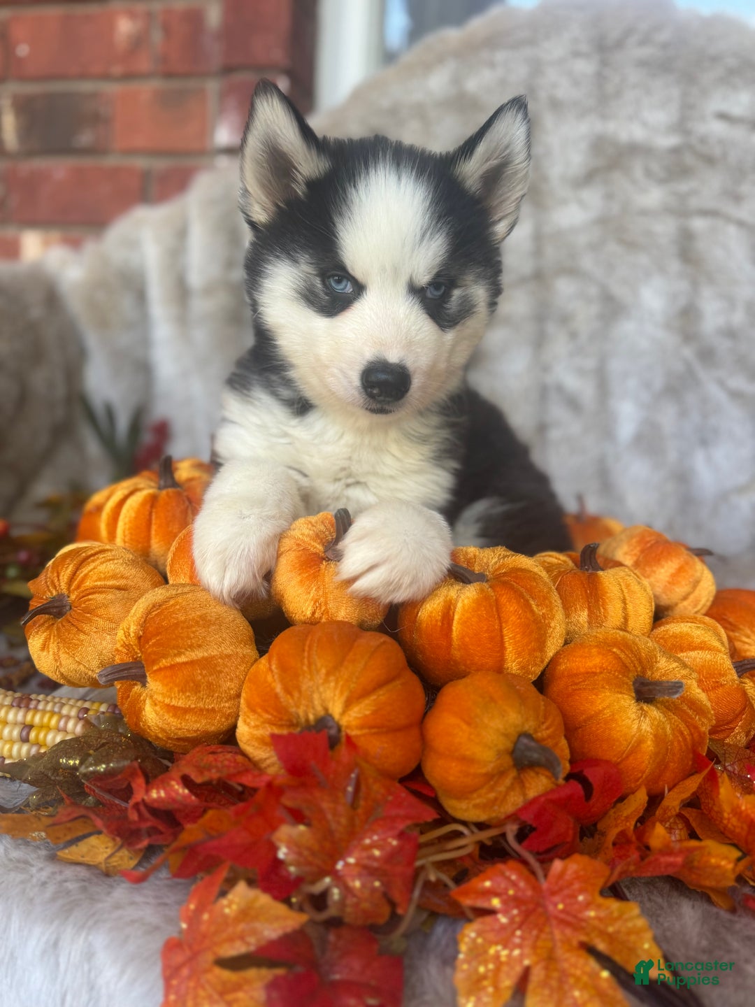 Siberian Husky dogs for sale: Siberian Husky Puppy 3 - Ad 2