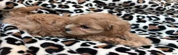 Maltipoo dogs for sale: Cookie  - Ad 6