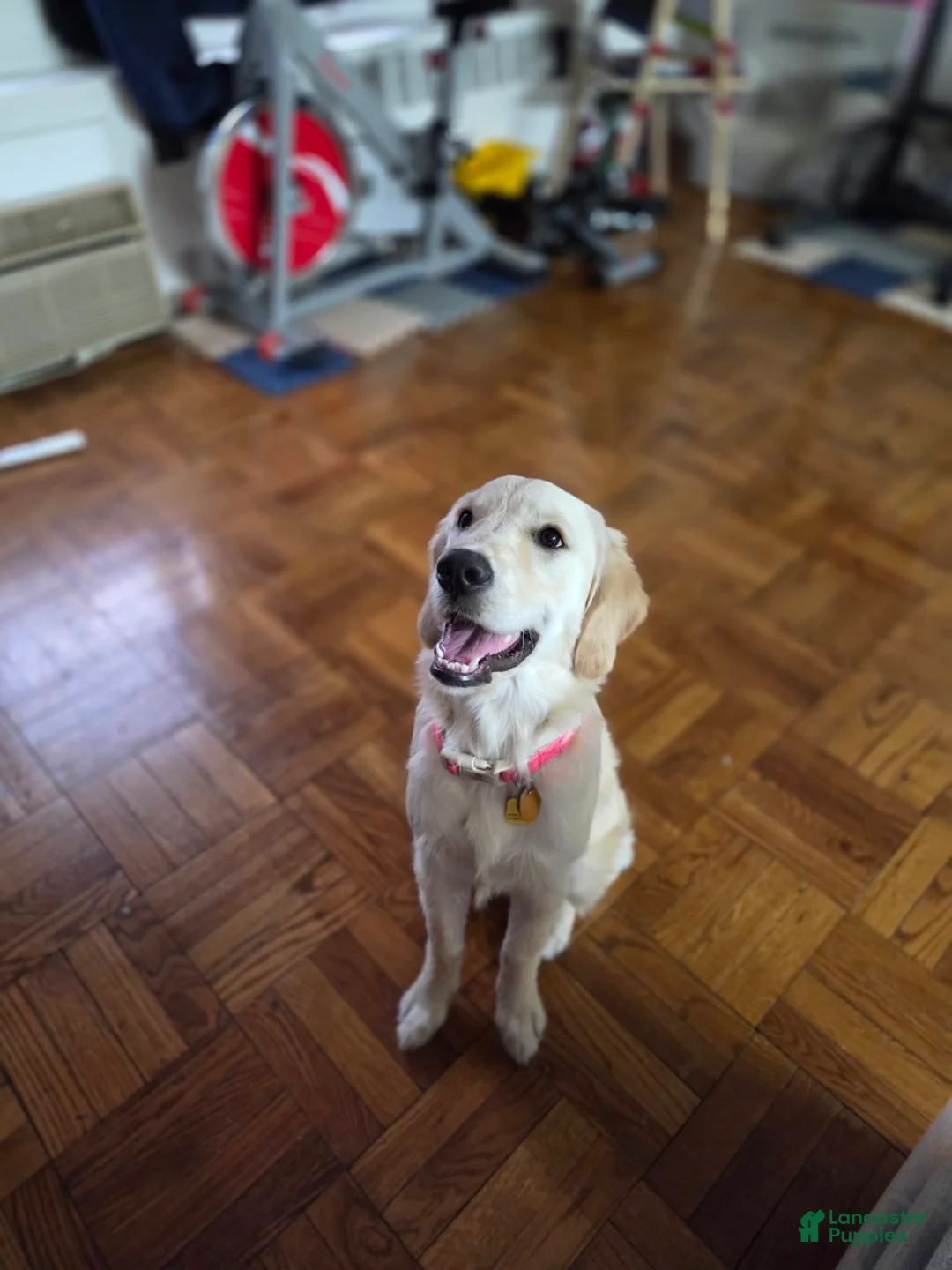 Golden Retriever dogs for sale: Golden Retriever -  Luna - Ad 4