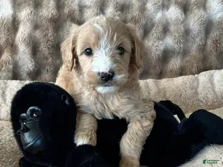 Goldendoodle dogs Rocky - Ad 5