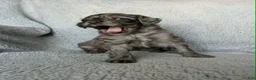Mixed Breed dogs for sale: Coco - Ad 4