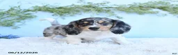 Miniature Dachshund dogs for sale: Kendon - Ad 4