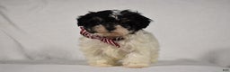 Maltipoo dogs for sale: Scout - Ad 12