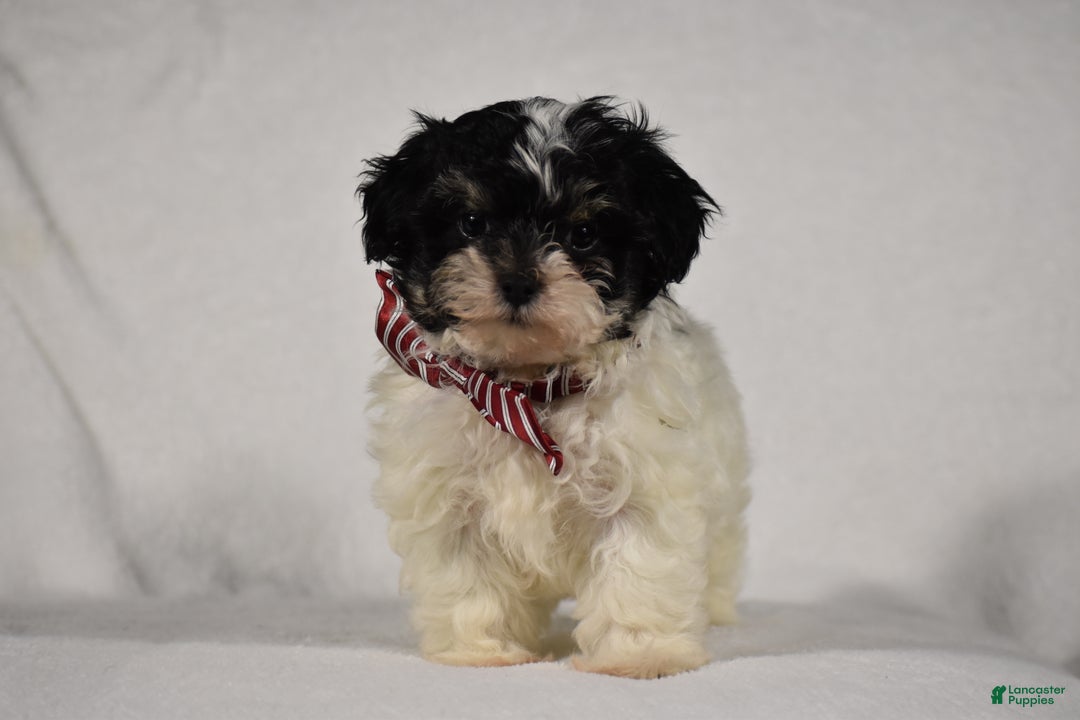 Maltipoo dogs for sale: Scout - Ad 12