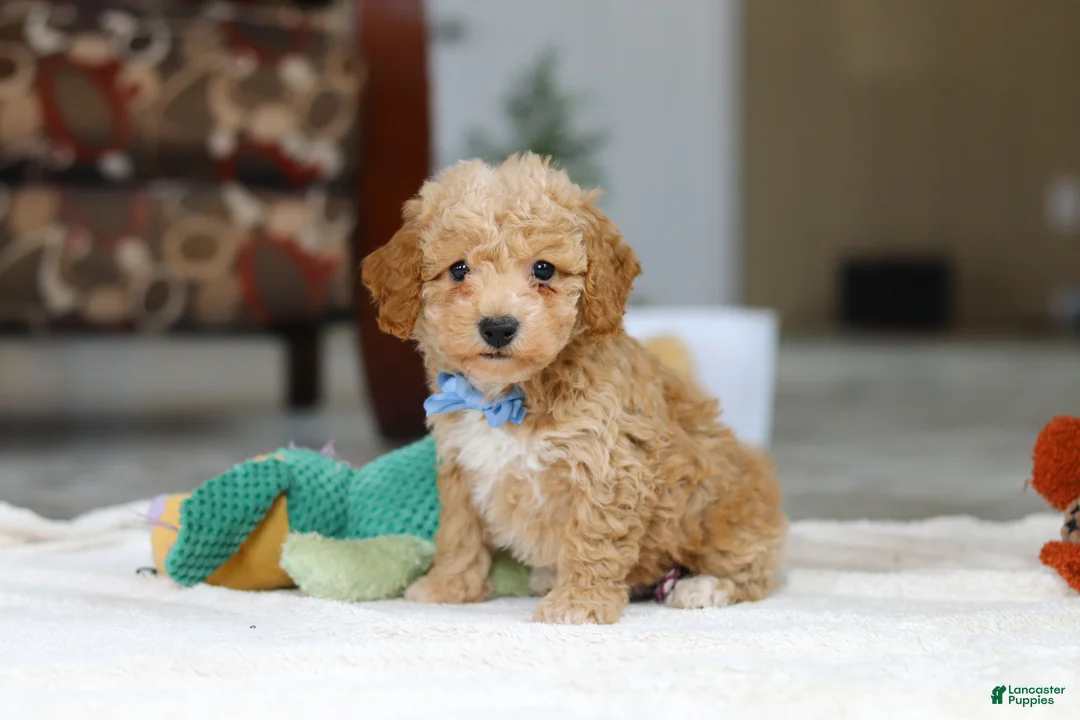 Bichpoo dogs for sale: Nemo - Ad 5