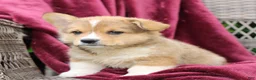 Welsh Corgi Pembroke dogs for sale: Jack  - Ad 4