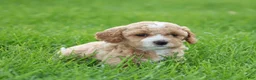 Mixed Breed dogs for sale: Khloe - Ad 9