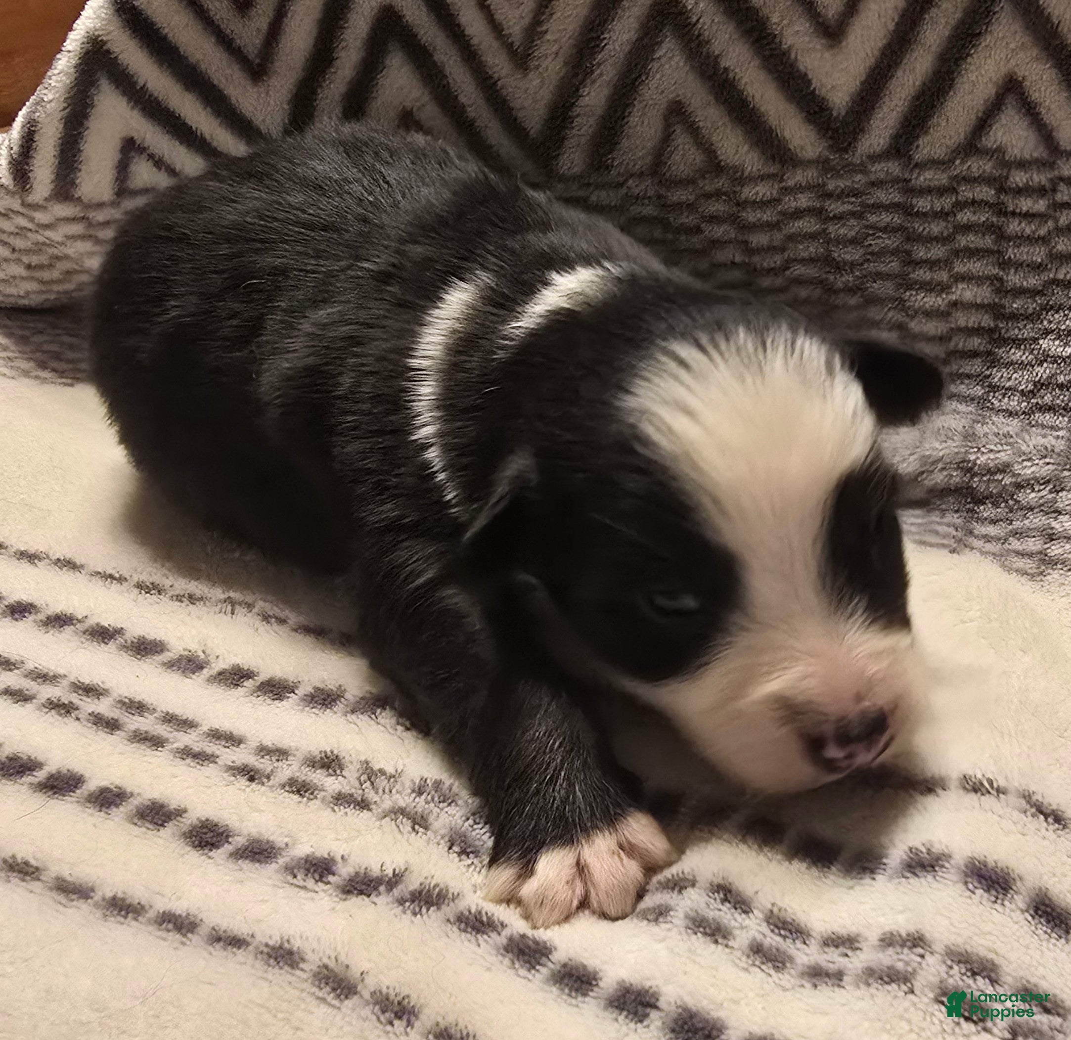 Australian Shepherd dogs Danny - Ad 18