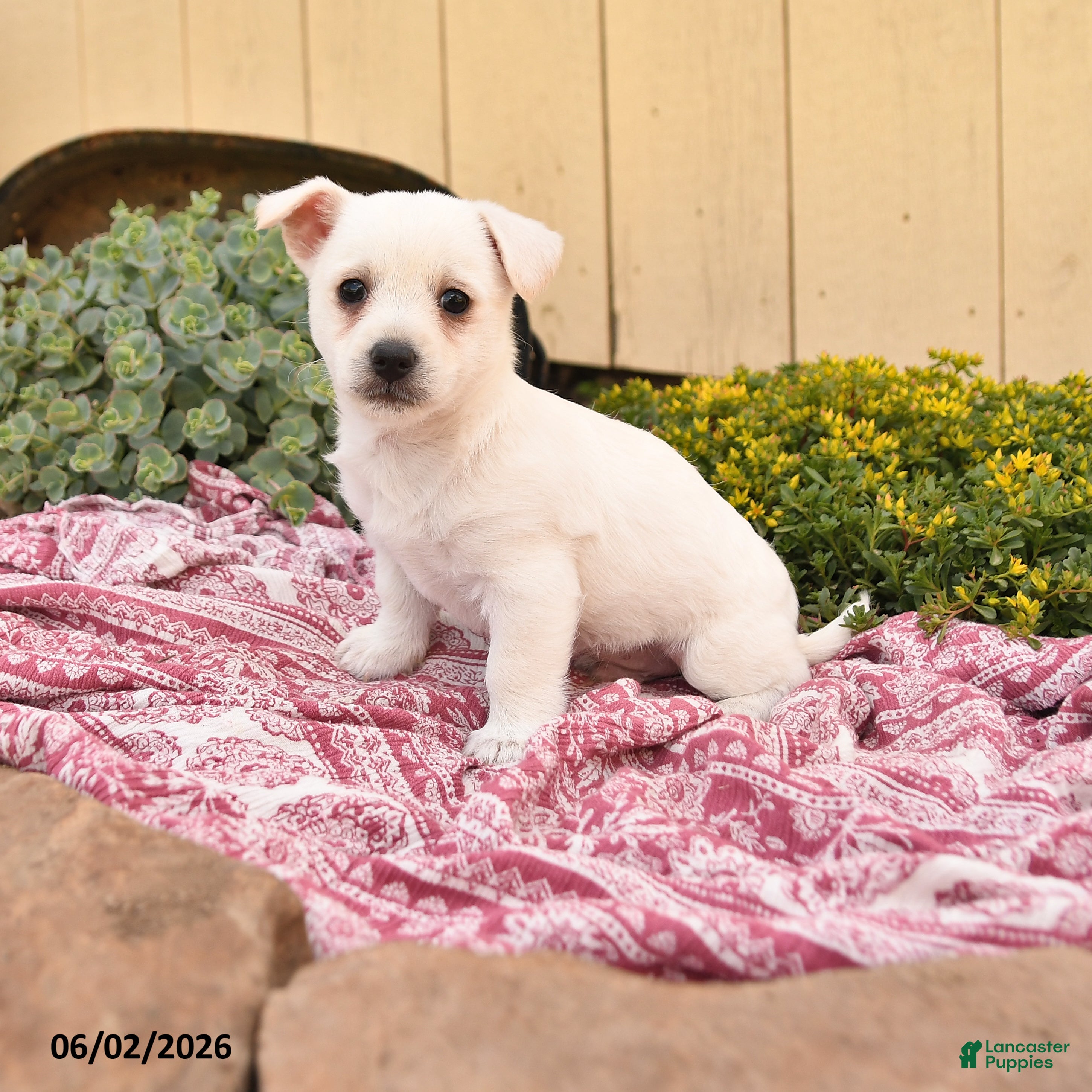 Westiepoo dogs Ryan - Ad 1
