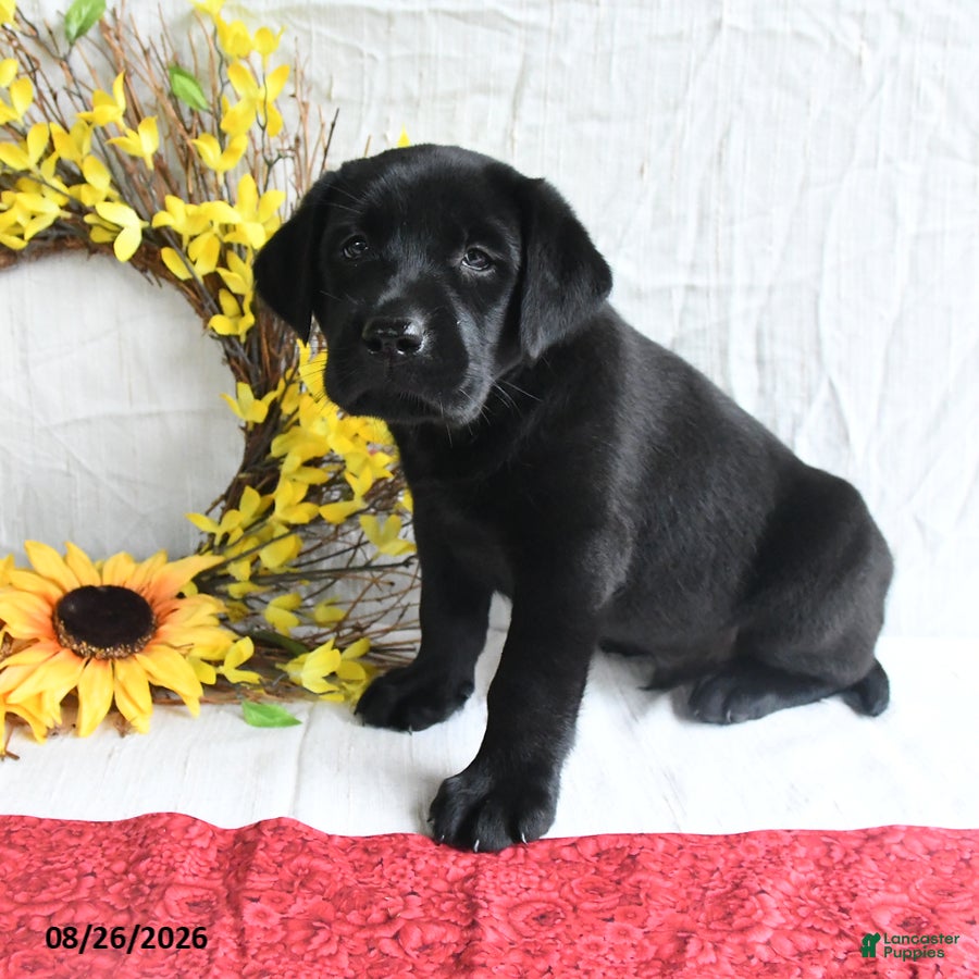 Labrador Retriever dogs Kris  - Ad 2