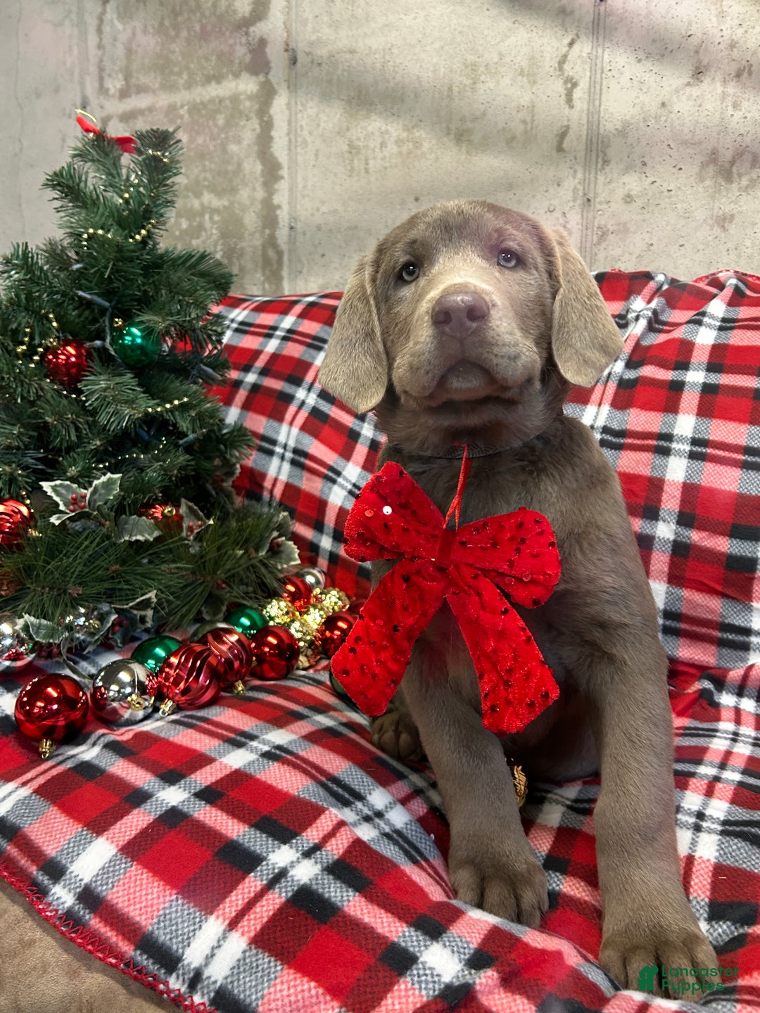 Labrador Retriever dogs for sale: Petunia  - Ad 1