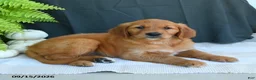 Golden Retriever dogs for sale: Willow - Ad 2