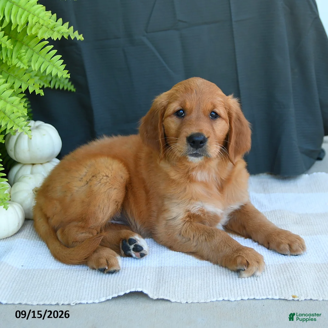 Golden Retriever dogs for sale: Willow - Ad 2