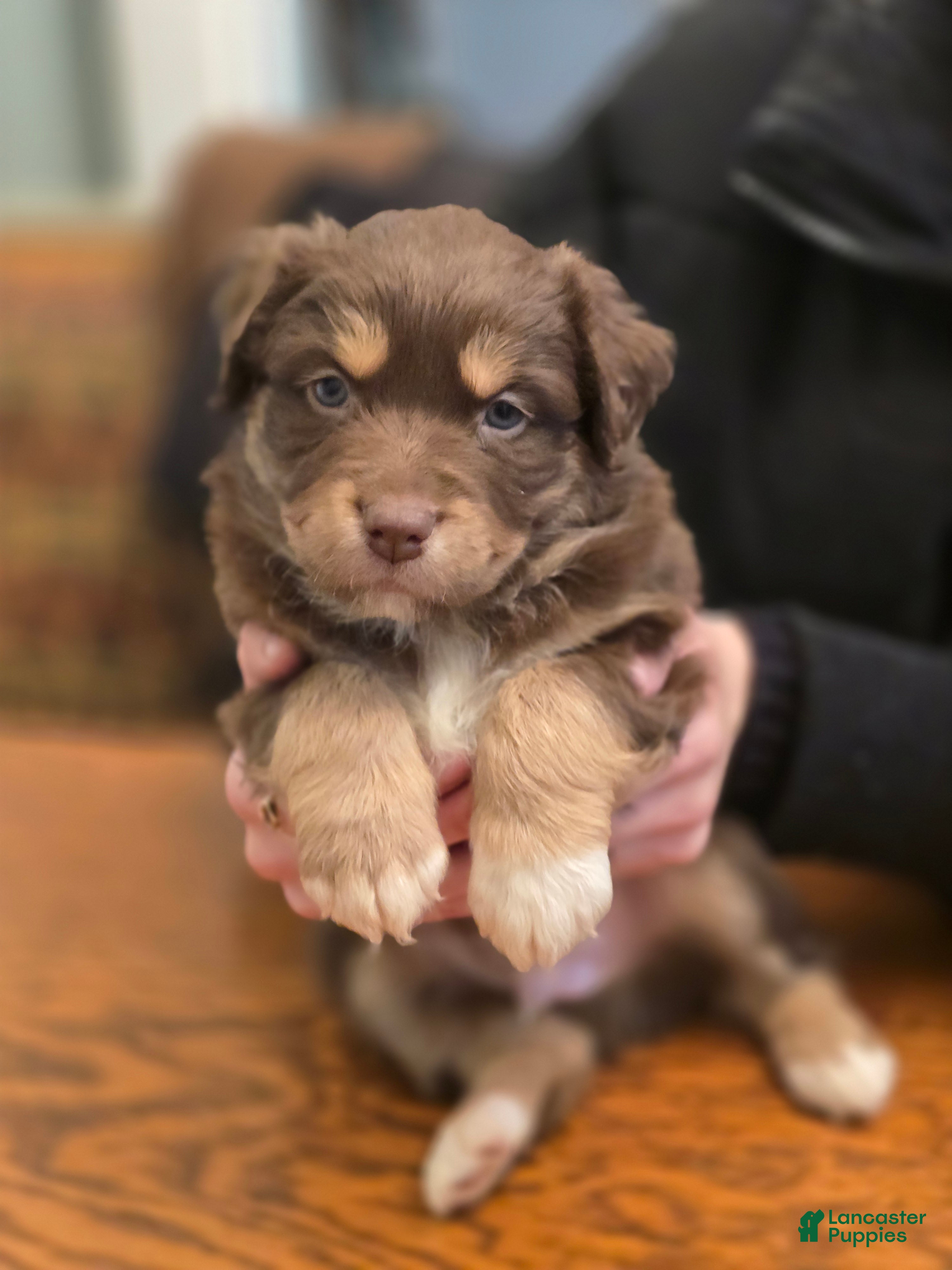 Australian Shepherd dogs Australian Shepherd Puppy 4 - Ad 17