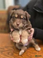 Australian Shepherd Puppy 4