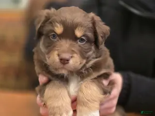 Australian Shepherd dogs Australian Shepherd Puppy 4 - Ad 17