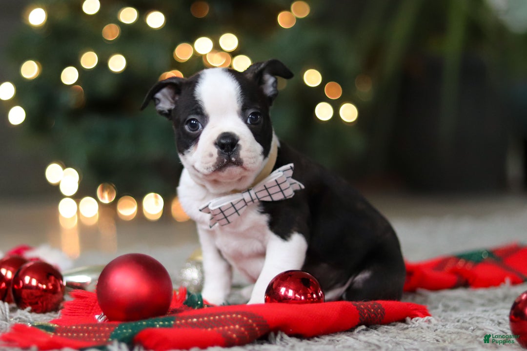 Boston Terrier dogs for sale: Max - Ad 5