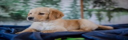 Golden Retriever dogs for sale: Green - Ad 10