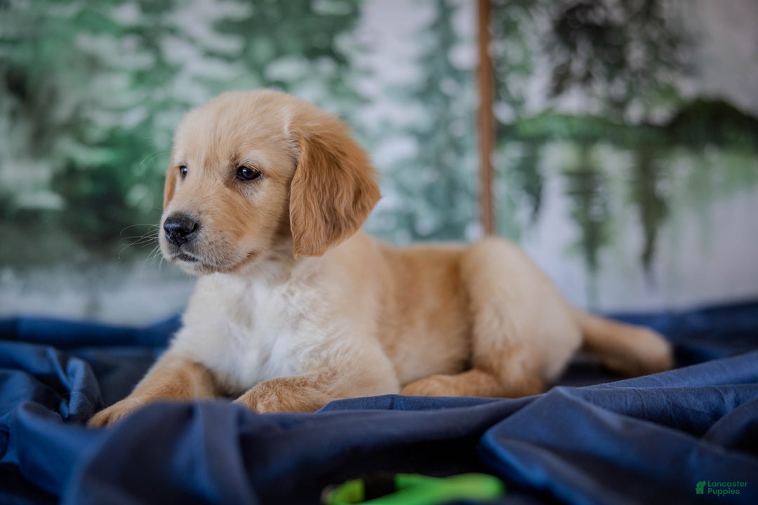 Golden Retriever dogs for sale: Green - Ad 10