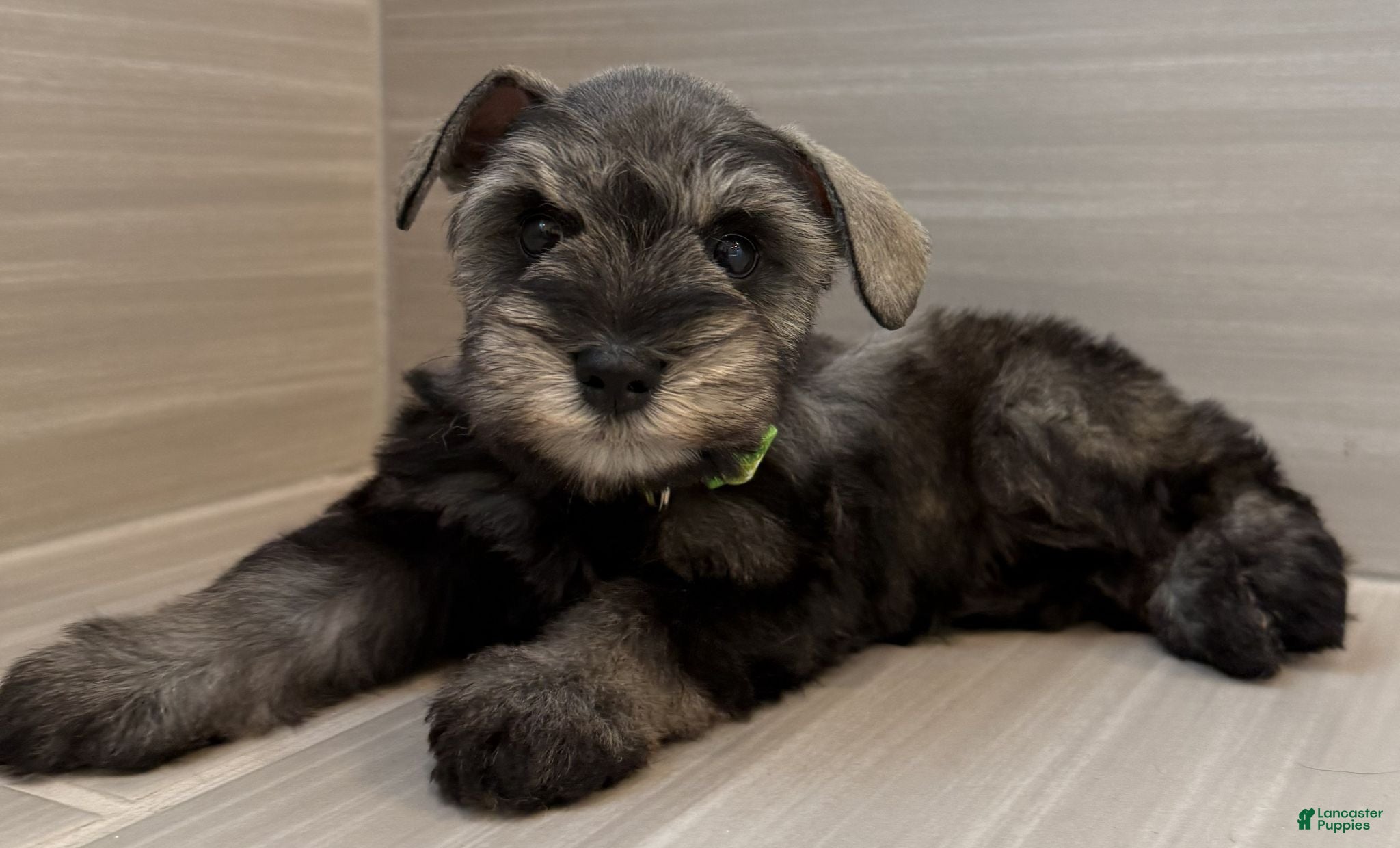 Miniature Schnauzer dogs Buzz - Ad 2