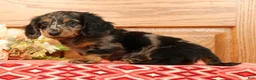 Miniature Dachshund dogs for sale: Tanner - Ad 4