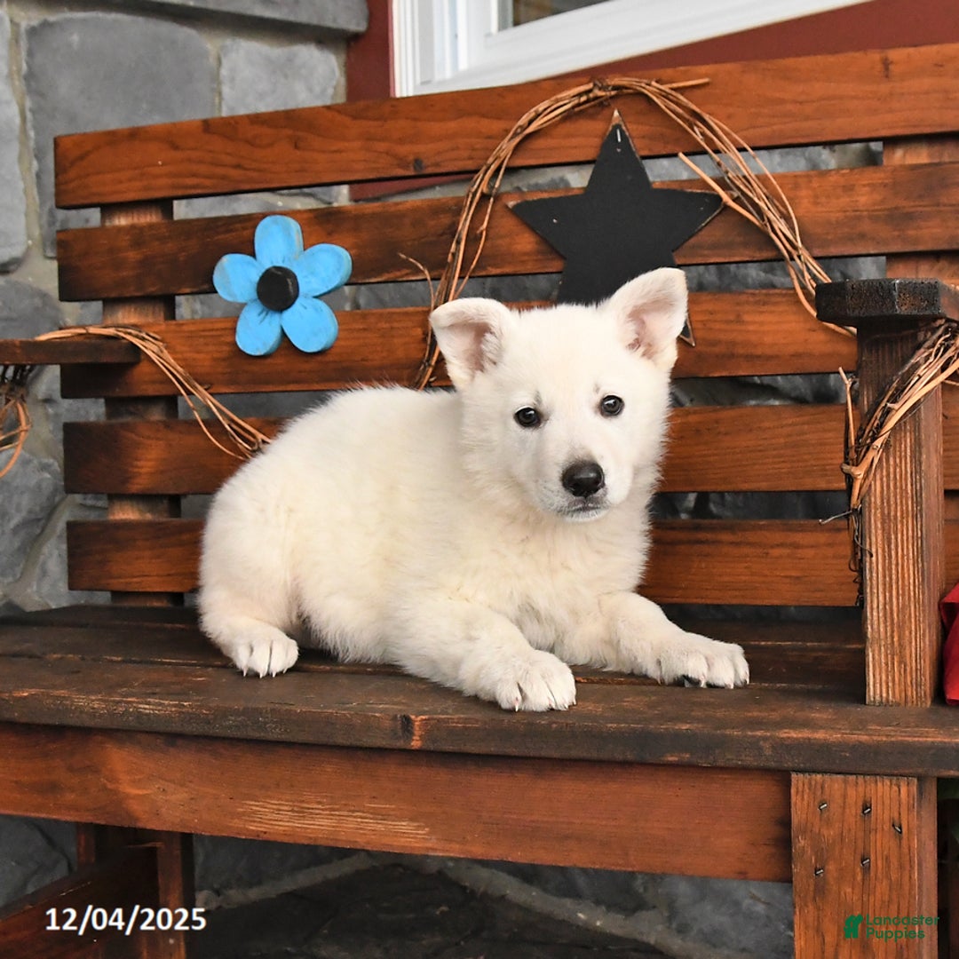 German Shepherd dogs for sale: Max - Ad 1