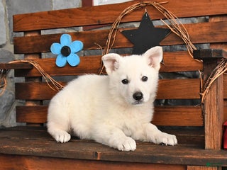 German Shepherd dogs Max - Ad 21