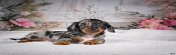Miniature Dachshund dogs for sale: Leo - Ad 5