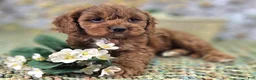 Cavapoo dogs for sale: Denali - Ad 13