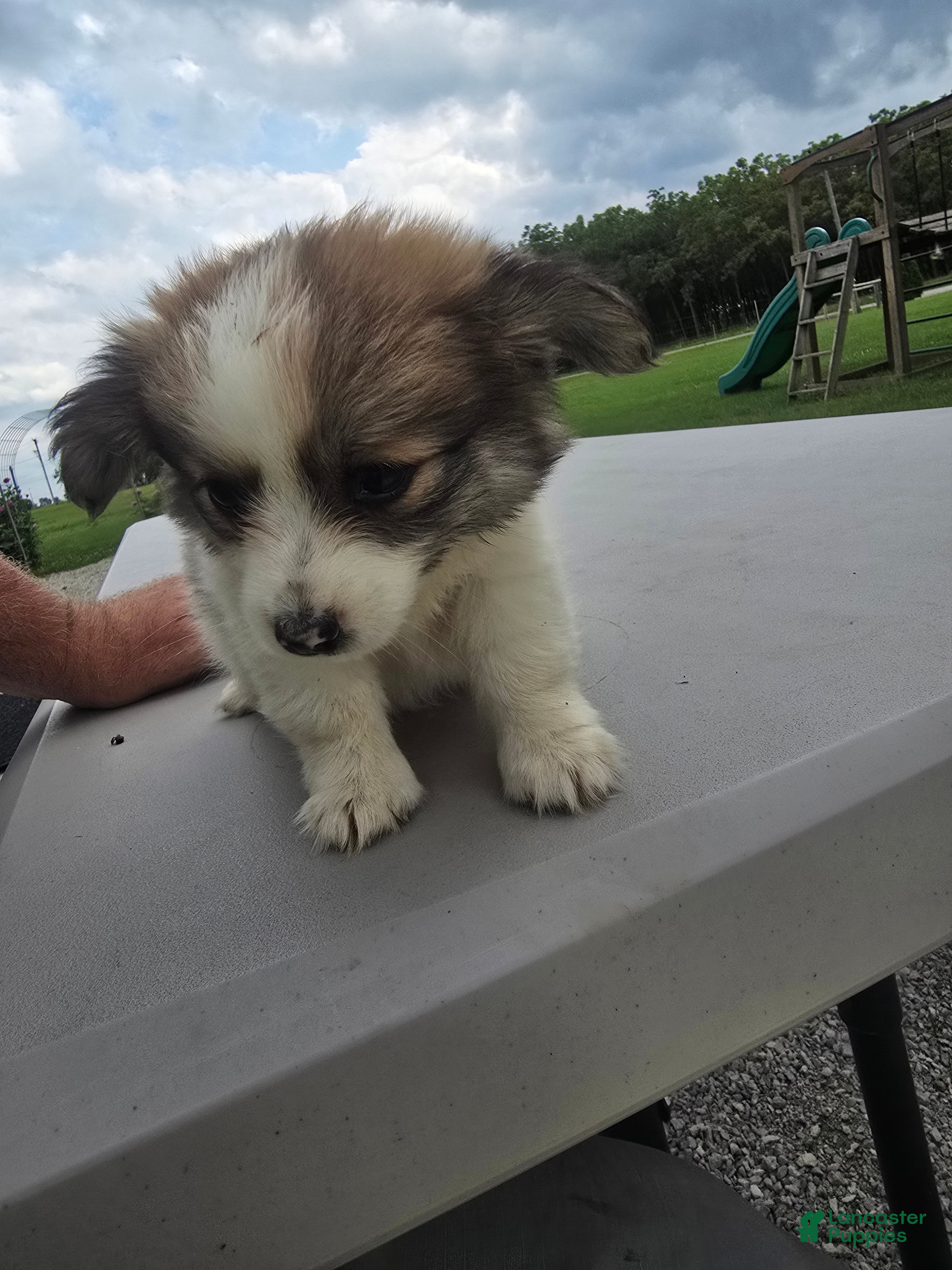 Pomchi dogs for sale: Paris - Ad 2