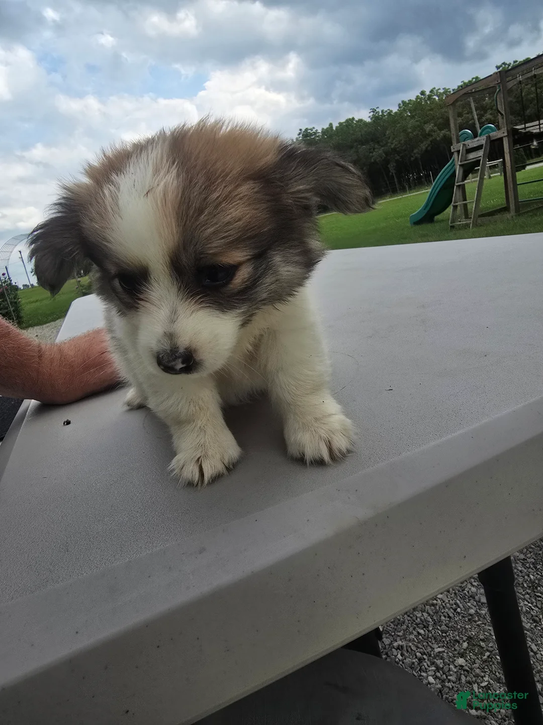 Pomchi dogs for sale: Paris - Ad 1
